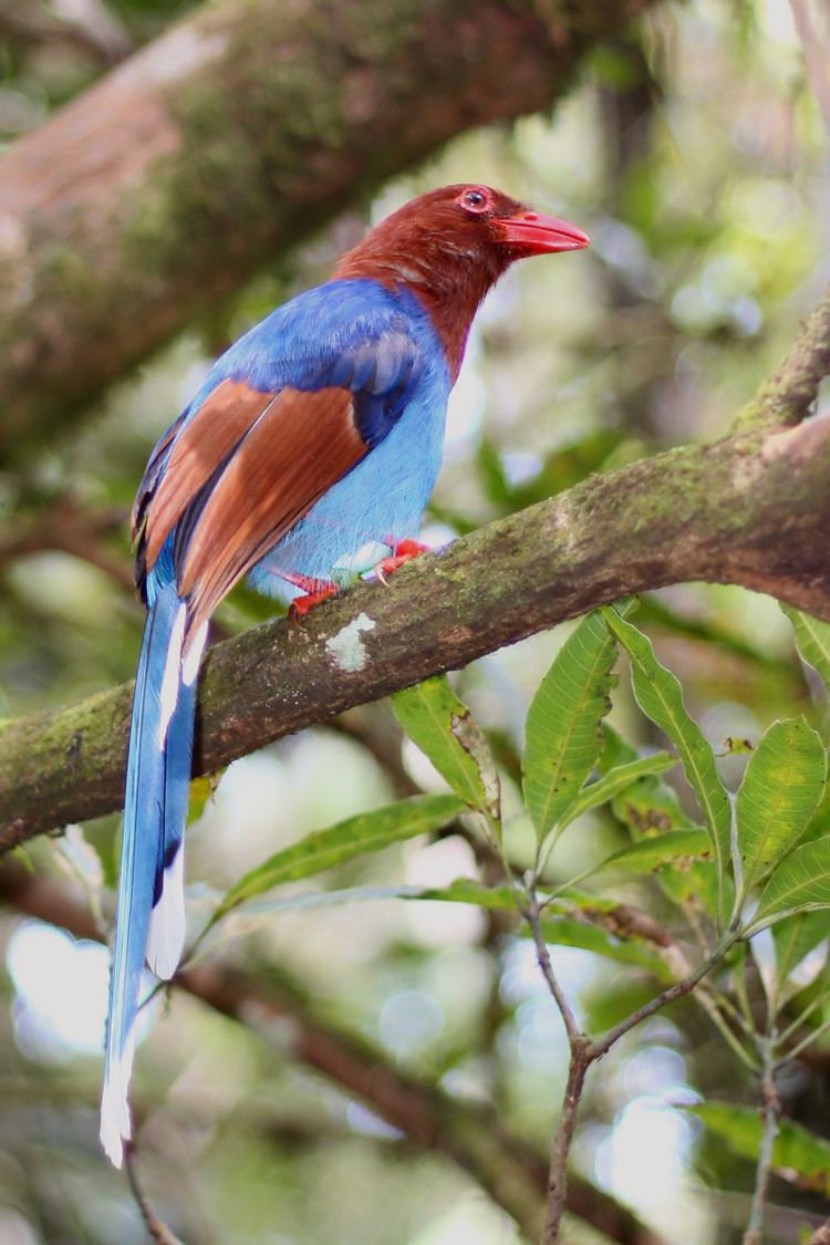 Sri Lanka blue magpie Sri Lanka blue magpie Wikipedia