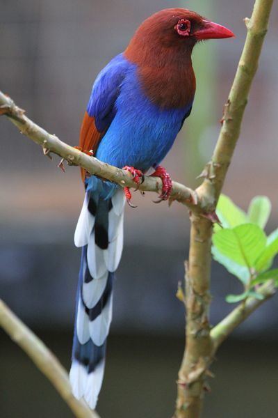 Sri Lanka blue magpie Oriental Bird Club Image Database Sri Lankan Blue Magpie