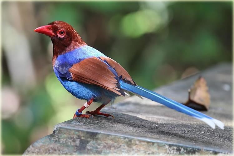 Sri Lanka blue magpie Sri Lanka Blue Magpie Urocissa ornata videos photos and sound