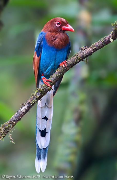 Sri Lanka blue magpie naturechroniclescomgalleryd15602MagpieSriLa