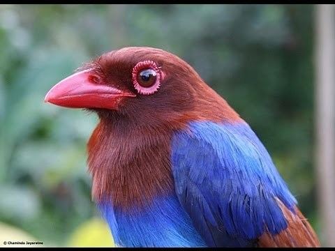 Sri Lanka blue magpie Sri Lanka Blue Magpie Ceylon Magpie Urocissa ornata YouTube