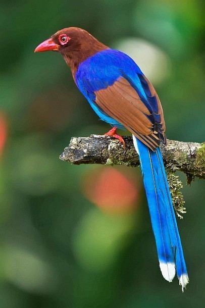 Sri Lanka blue magpie Oriental Bird Club Image Database Sri Lankan Blue Magpie