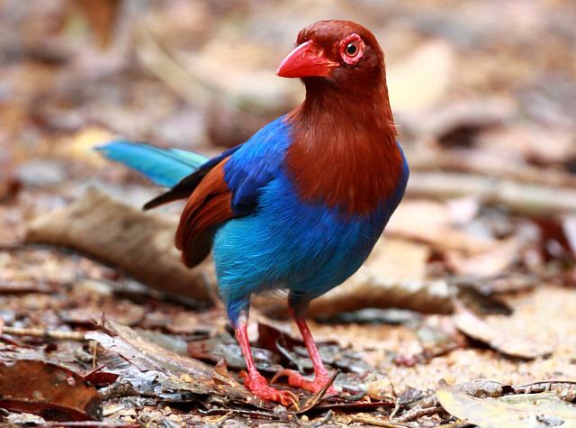 Sri Lanka blue magpie Oriental Bird Club Image Database Sri Lankan Blue Magpie