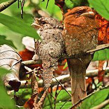 Sri Lanka frogmouth httpsuploadwikimediaorgwikipediacommonsthu