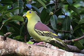 Sri Lanka green pigeon httpsuploadwikimediaorgwikipediacommonsthu