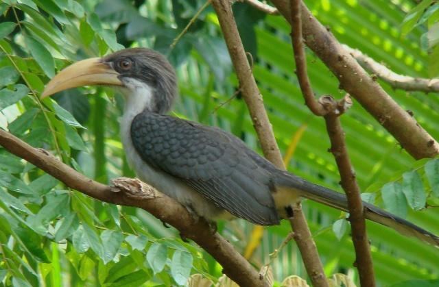 Sri Lanka grey hornbill Sri Lanka Grey Hornbill Ocyceros gingalensis videos photos and