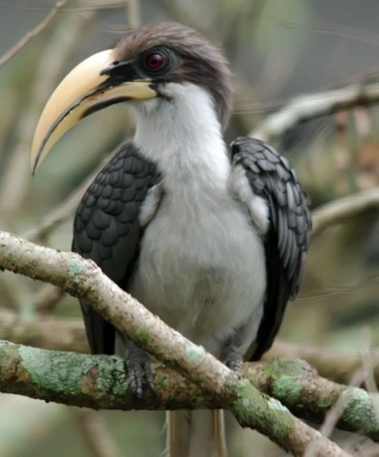 Sri Lanka grey hornbill Sri Lanka Grey Hornbill BirdForum Opus