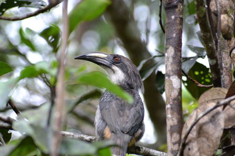 Sri Lanka grey hornbill Sri Lanka grey hornbill Wikipedia