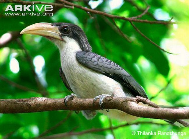 Sri Lanka grey hornbill Sri Lanka grey hornbill videos photos and facts Ocyceros