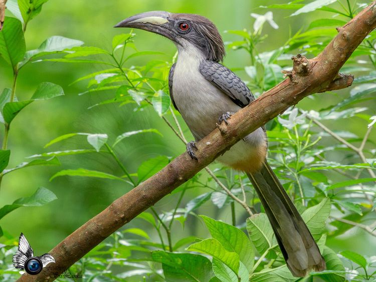 Sri Lanka grey hornbill Sri Lanka Grey Hornbill Female List of birds of Sri Lanka