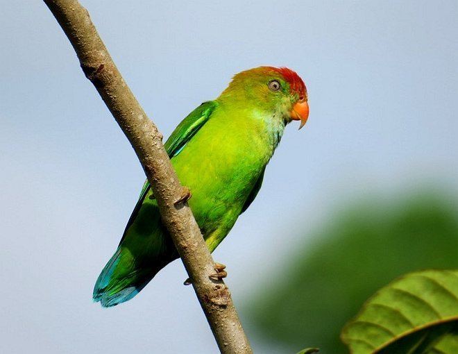Sri Lanka hanging parrot orientalbirdimagesorgimagesdatasrilankahangi