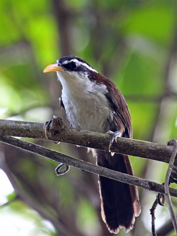 Sri Lanka scimitar babbler Sri Lankan Endemic Birds Dhakathi Demalichcha Sri Lanka Scimitar