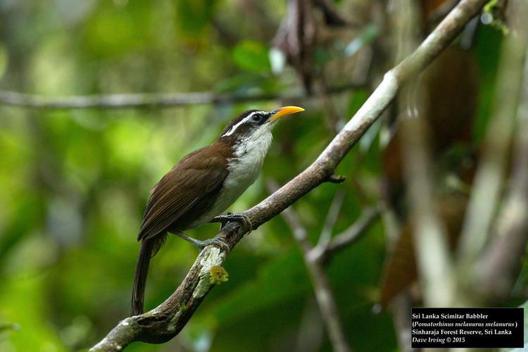 Sri Lanka scimitar babbler Sri Lanka Scimitar Babbler Pomatorhinus melanurus melanur Flickr