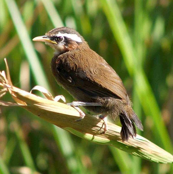 Sri Lanka scimitar babbler Oriental Bird Club Image Database Photographers