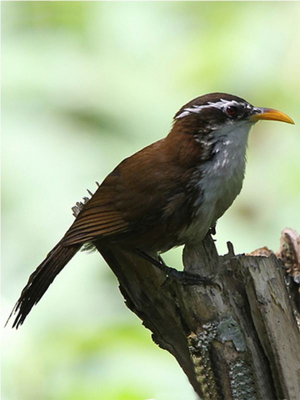 Sri Lanka scimitar babbler 1bpblogspotcomUPPzMafxuqkUD5OptsLKIAAAAAAA