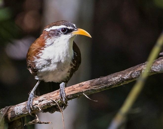 Sri Lanka scimitar babbler Oriental Bird Club Image Database Sri Lankan Scimitar Babbler