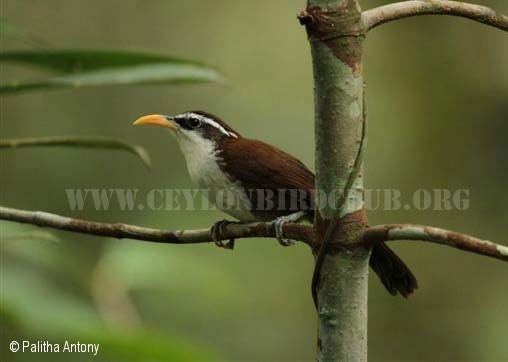 Sri Lanka scimitar babbler Ceylon Bird Club Birds of Sri Lanka sri lankan birds endemic