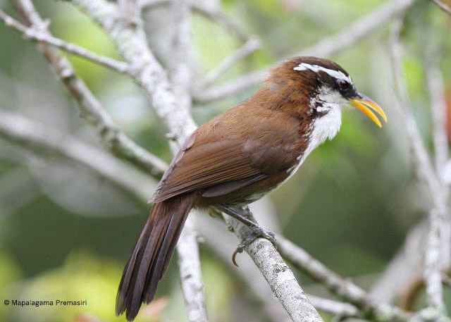 Sri Lanka scimitar babbler Oriental Bird Club Image Database Sri Lankan Scimitar Babbler