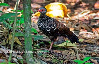 Sri Lanka spurfowl Ceylon Bird Club Birds of Sri Lanka sri lankan birds endemic