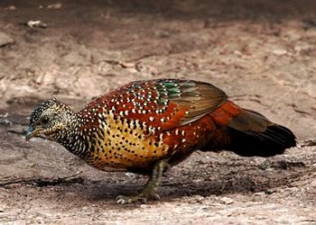 Sri Lanka spurfowl 1bpblogspotcomq4kFocDbzTUTmxzuYQ17IAAAAAAA