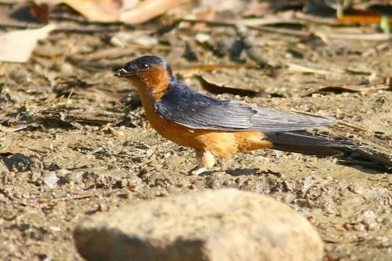 Sri Lanka swallow wwwbirdforumnetopusimagesthumb884SriLanka