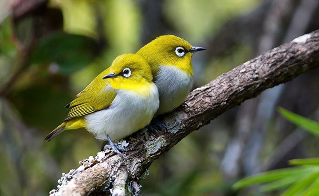 Sri Lanka white eye - Alchetron, The Free Social Encyclopedia