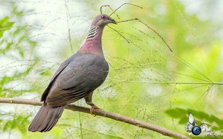 Sri Lanka wood pigeon Sri Lanka Wood Pigeon List of birds of Sri Lanka