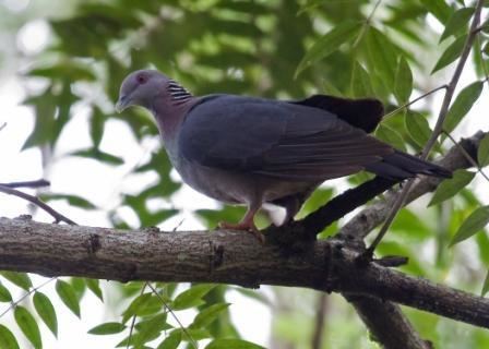 Sri Lanka wood pigeon Sri Lankan Endemic Birds Sri Lanka Mailagoya Ceylon Wood Pigeon