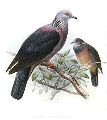 Sri Lanka wood pigeon httpsuploadwikimediaorgwikipediacommonsthu