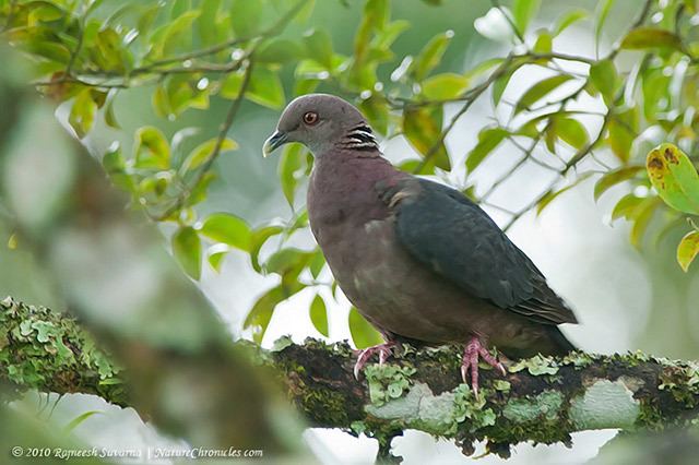 Sri Lanka wood pigeon Oriental Bird Club Image Database Sri Lankan Wood Pigeon Columba