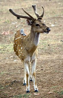 Sri Lankan axis deer httpsuploadwikimediaorgwikipediacommonsthu