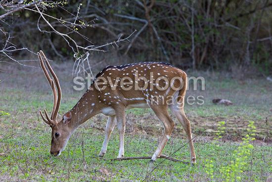 Sri Lankan axis deer Lankan axis deer Yala National Park Sri Lanka Axis deer