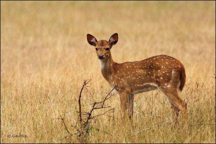 Sri Lankan axis deer Sri Lankan axis deer Axis axis ceylonensis Wilpattu Na Flickr