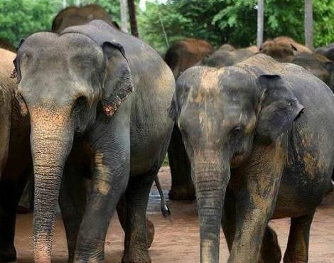 Sri Lankan elephant Sri Lankan Elephant Elephas Maximus Maximus Animals AZ Animals