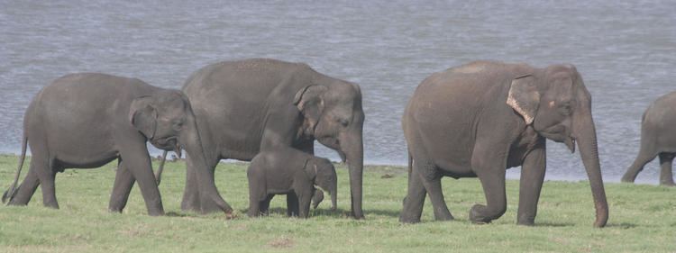 Sri Lankan elephant assetsworldwildlifeorgphotos2184imagesherof