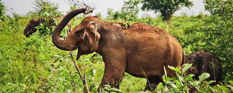 Sri Lankan elephant Sri Lankan Elephant Endangered Species Animal Planet