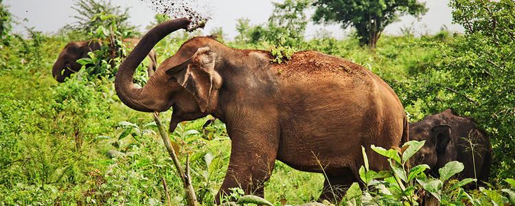 Sri Lankan elephant - Wikipedia