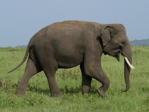 Sri Lankan elephant About Elephants Asian Elephants in Sri Lanka amp Pinnawela Elephant