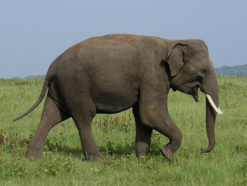 Sri Lankan elephant - Alchetron, The Free Social Encyclopedia