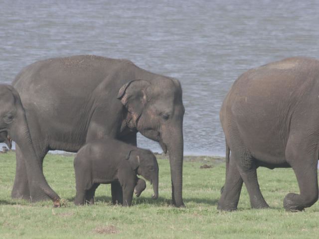 Sri Lankan elephant Sri Lankan Elephant Species WWF