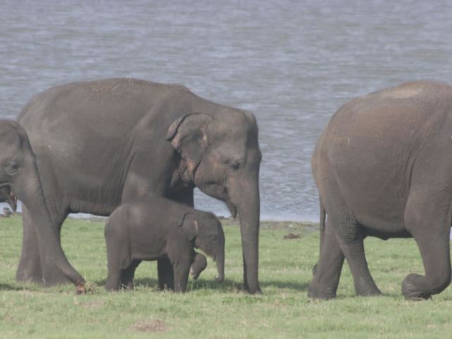 Sri Lankan elephant - Wikipedia