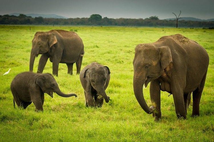 Sri Lankan elephant - Wikipedia