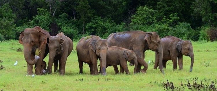 Sri Lankan elephant Elephant Island Tour Of Sri Lanka