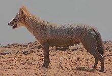 Sri Lankan jackal httpsuploadwikimediaorgwikipediacommonsthu