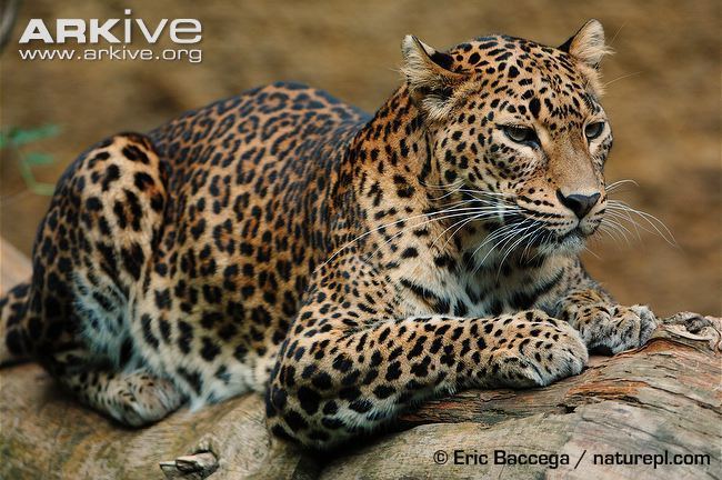 Sri Lankan leopard Sri Lankan leopard videos photos and facts Panthera pardus kotiya