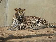 Sri Lankan leopard httpsuploadwikimediaorgwikipediacommonsthu