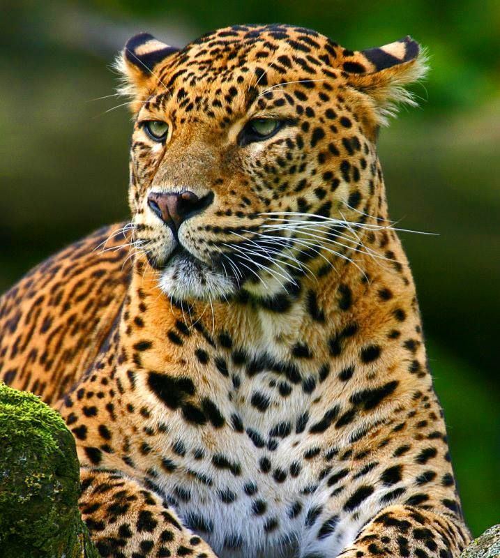 Sri Lankan leopard The beautiful Sri Lankan Leopard is endangered There are less than