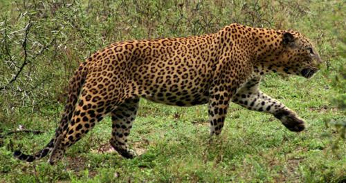 Sri Lankan leopard Sri Lankan Leopard Panthera pardus kotiya