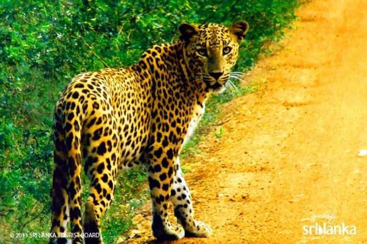 Sri Lankan leopard Leopards in Sri Lanka