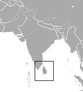 Sri Lankan shrew httpsuploadwikimediaorgwikipediacommons44